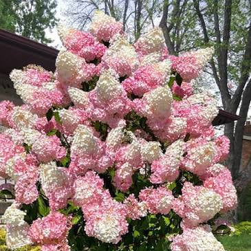 First Editions® Vanilla Strawberry Panicle Hydrangea Bare Root Hydrangea TREE