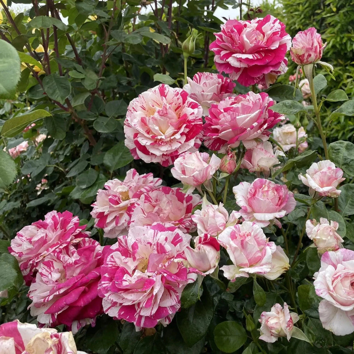 Neil Diamond Bare Root Tree Rose