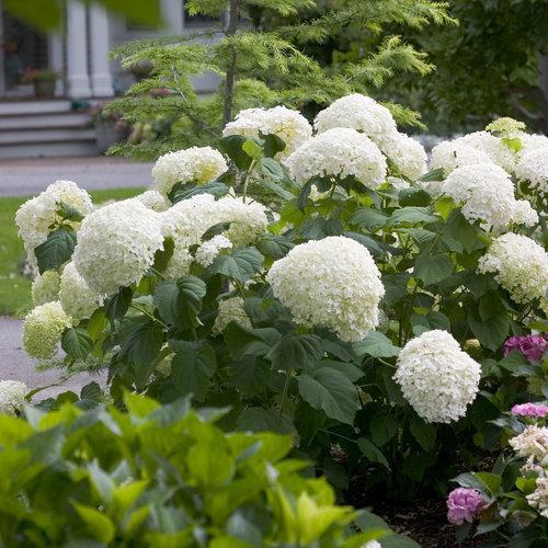 Hydrangea Proven Winners® Incrediball® Potted Smooth Hydrangea Bush