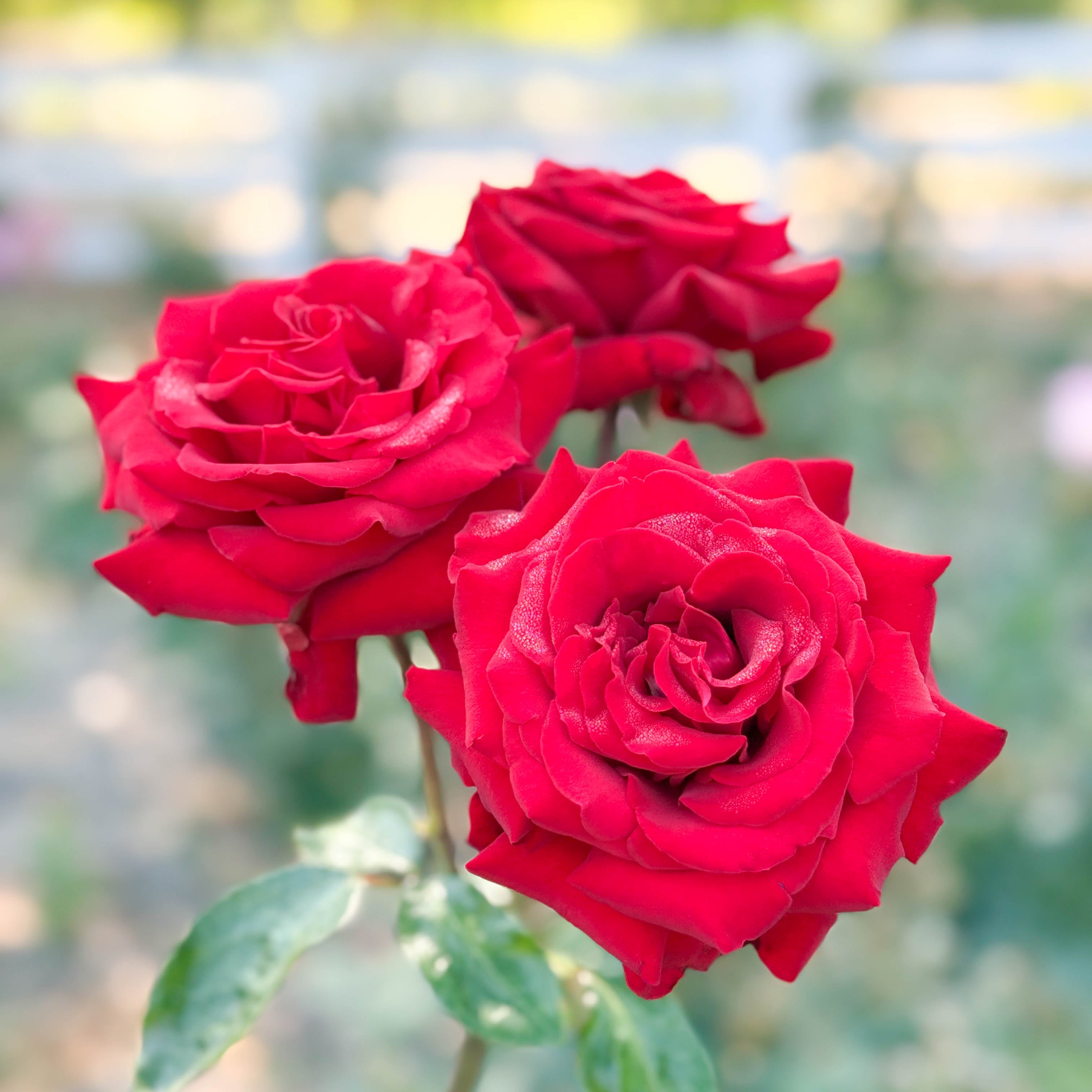 Ingrid Bergman® Potted Tree Rose