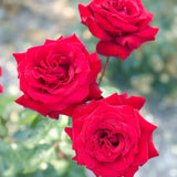 Ingrid Bergman® Bare Root Tree Rose