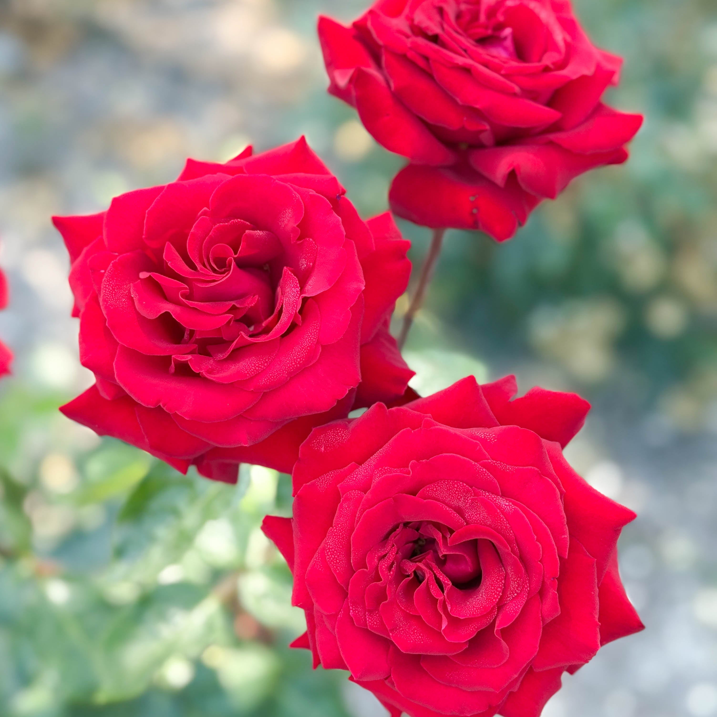 Ingrid Bergman® Potted Tree Rose