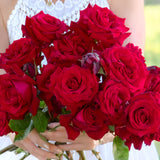 Ingrid Bergman® Bare Root Tree Rose