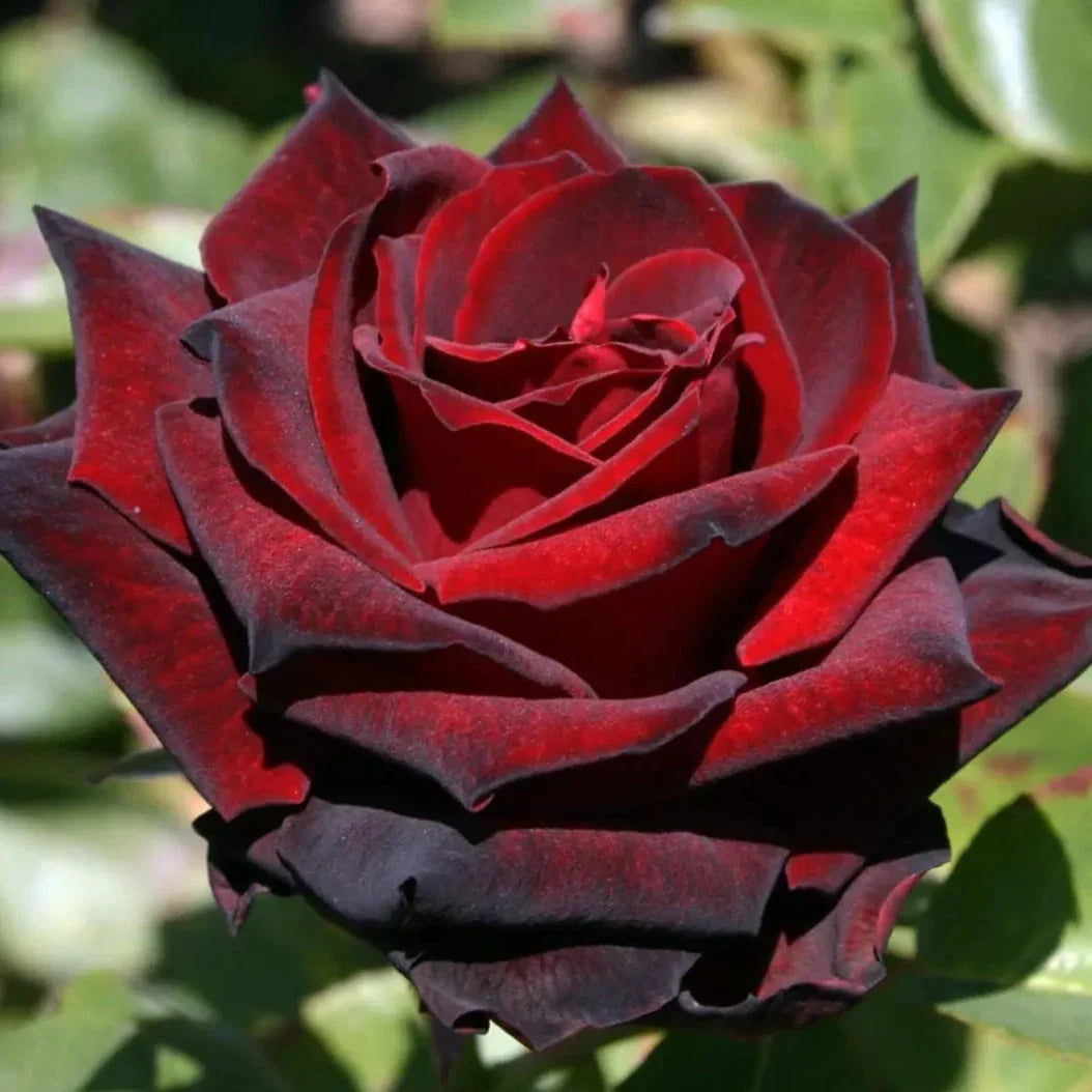 Ink Spots Bare Root Rose Bush