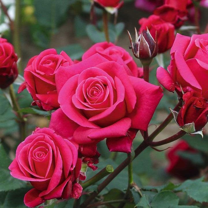 Fragrant Showpiece™ Lipstick Potted Rose Bush