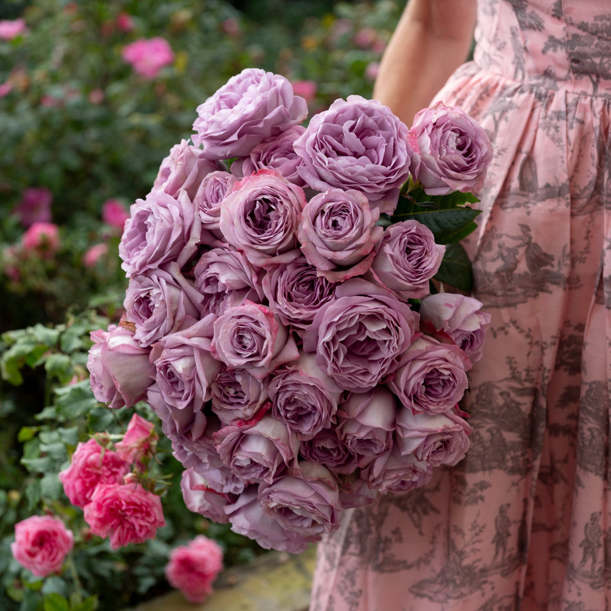 rose lavender plant Lavender Bouquet®
