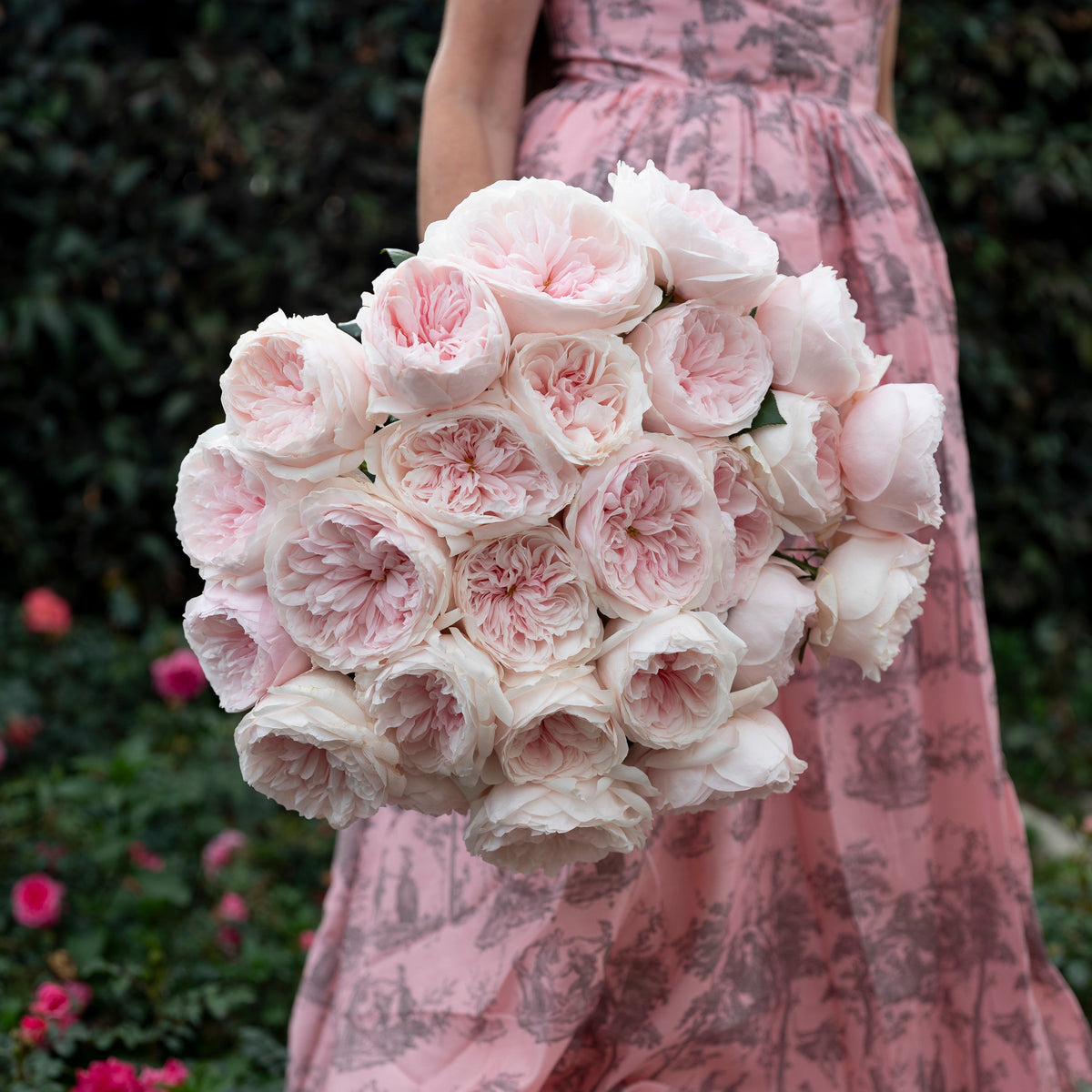 Sabrina Potted Climbing Rose