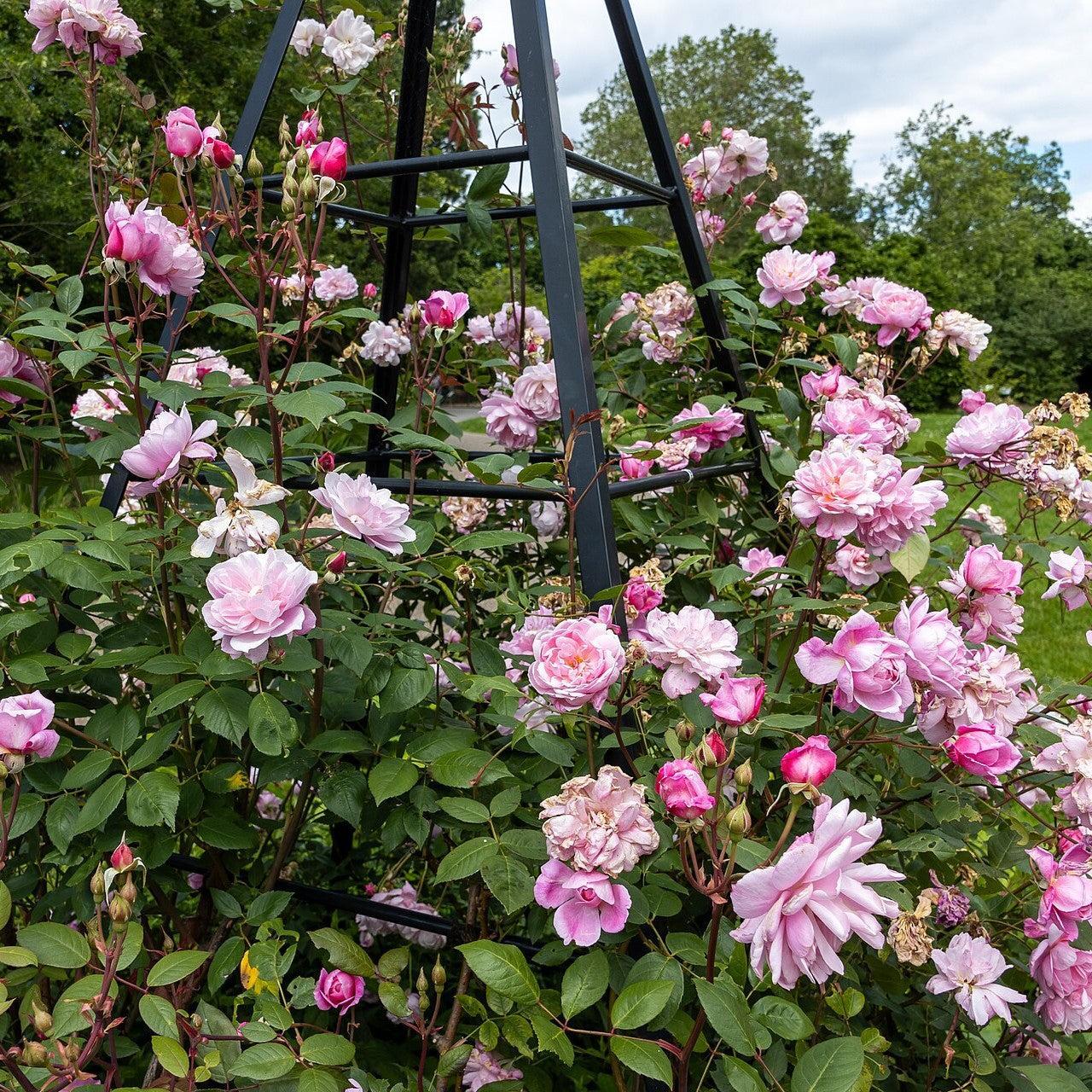 David Austin® Mary Delany® Potted Climbing Rose Bush