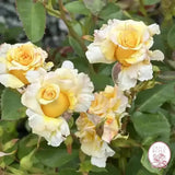 Jason's Resolv Bare Root Rose Bush