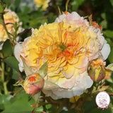 Jason's Resolv Bare Root Rose Bush