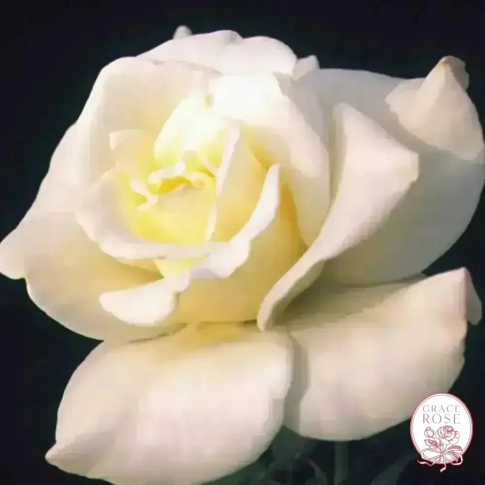 John F. Kennedy Potted Rose Bush