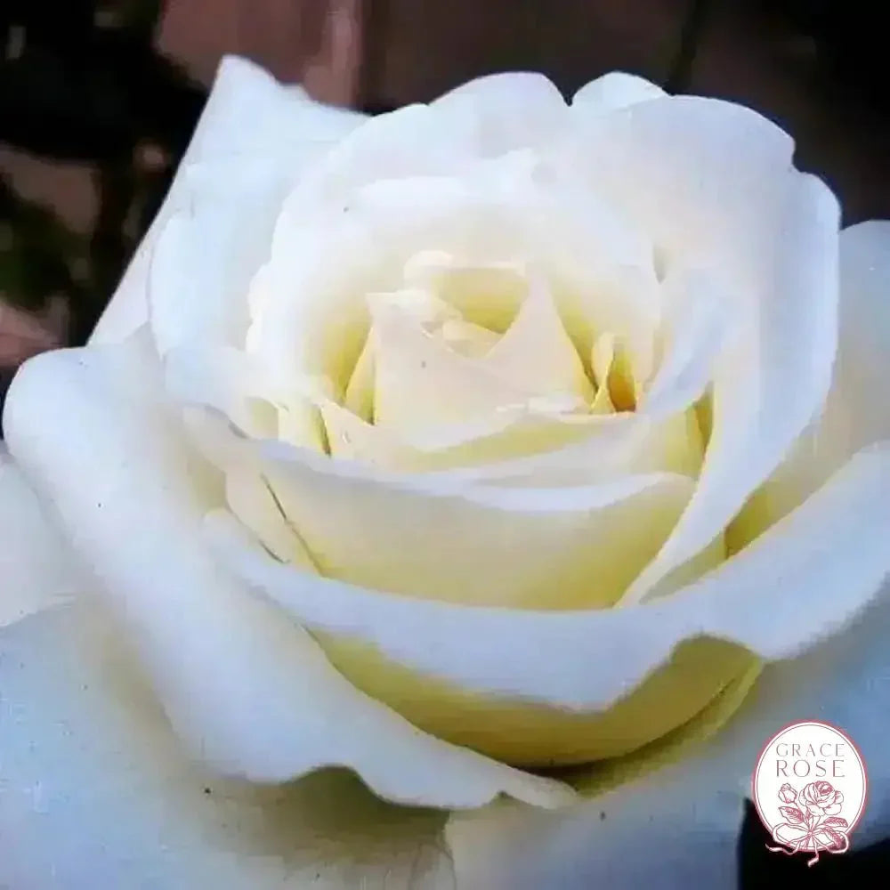 John F. Kennedy Potted Rose Bush