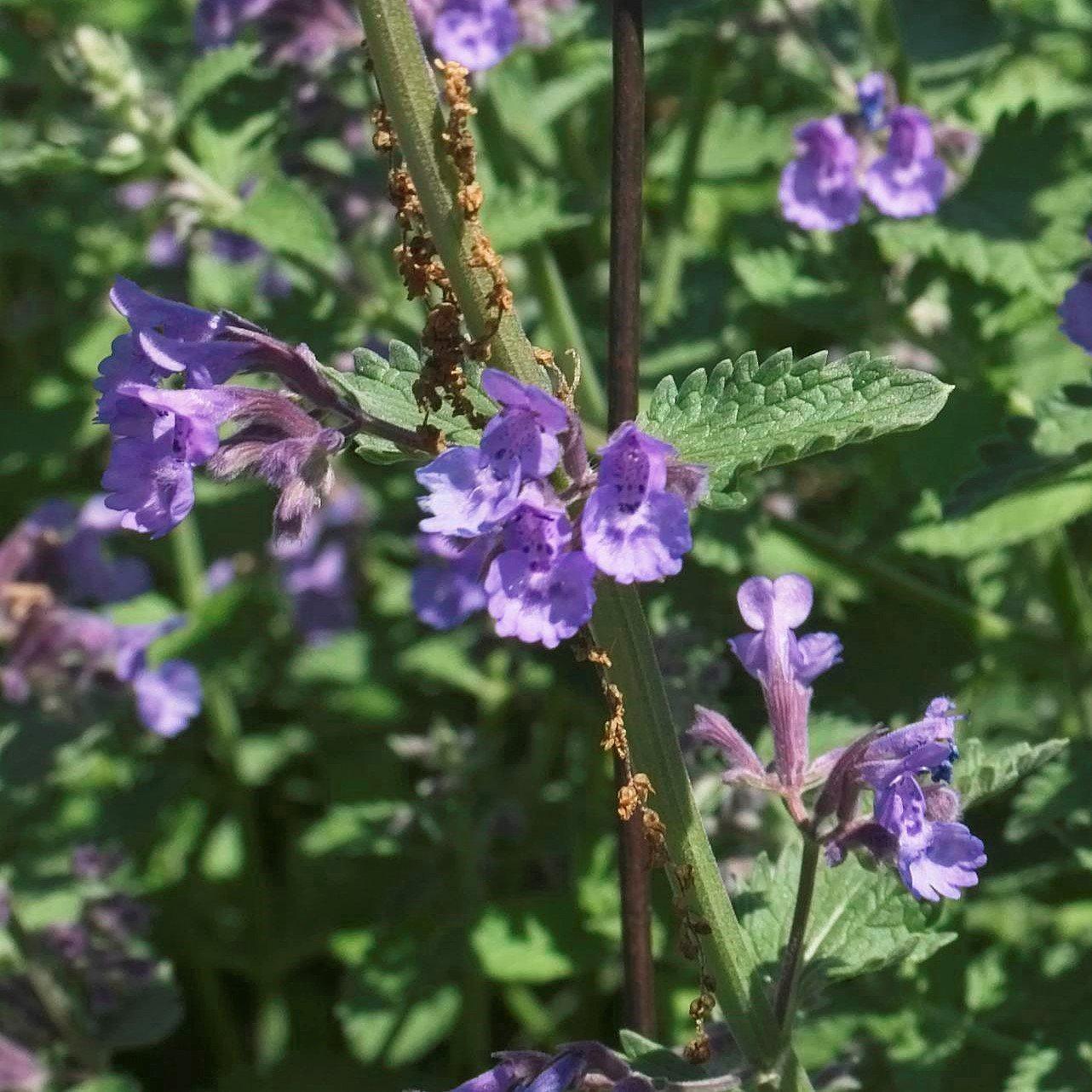 Catmint Walker's Low Potted Catmint Plant