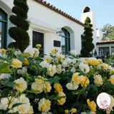 Julia Child™ Potted Tree Rose