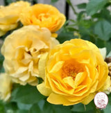 Julia Child™ Potted Tree Rose