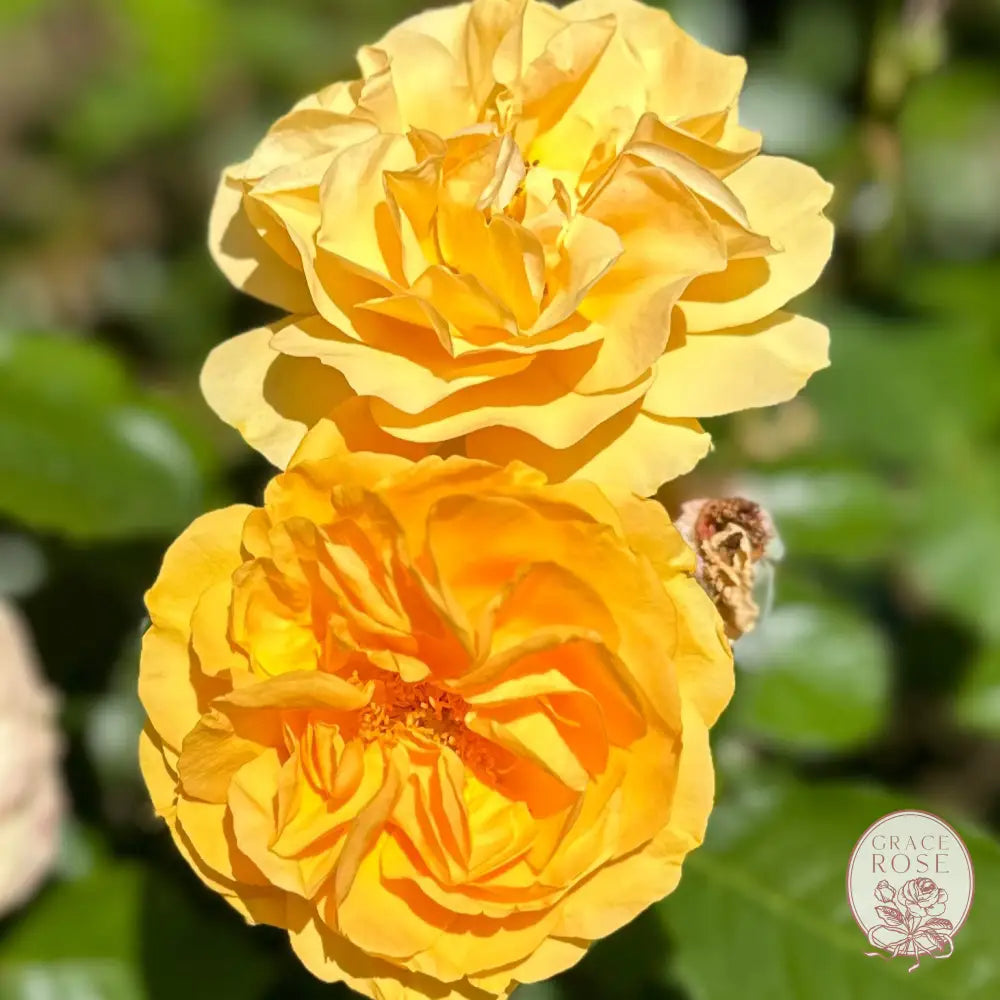 Julia Child™ Potted Tree Rose