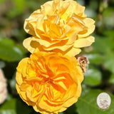 Julia Child™ Potted Tree Rose