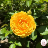 Julia Child™ Potted Tree Rose