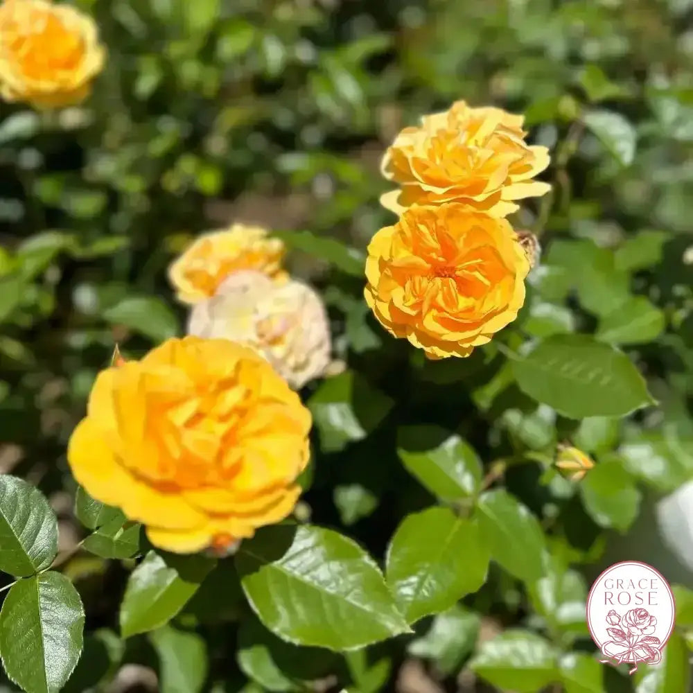 Julia Child™ Potted Tree Rose