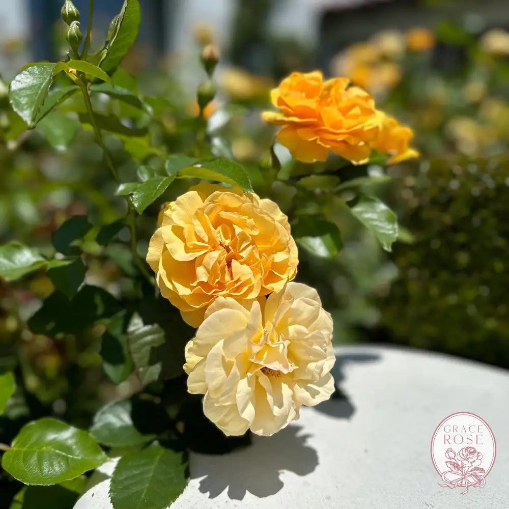 Julia Child™ Potted Tree Rose