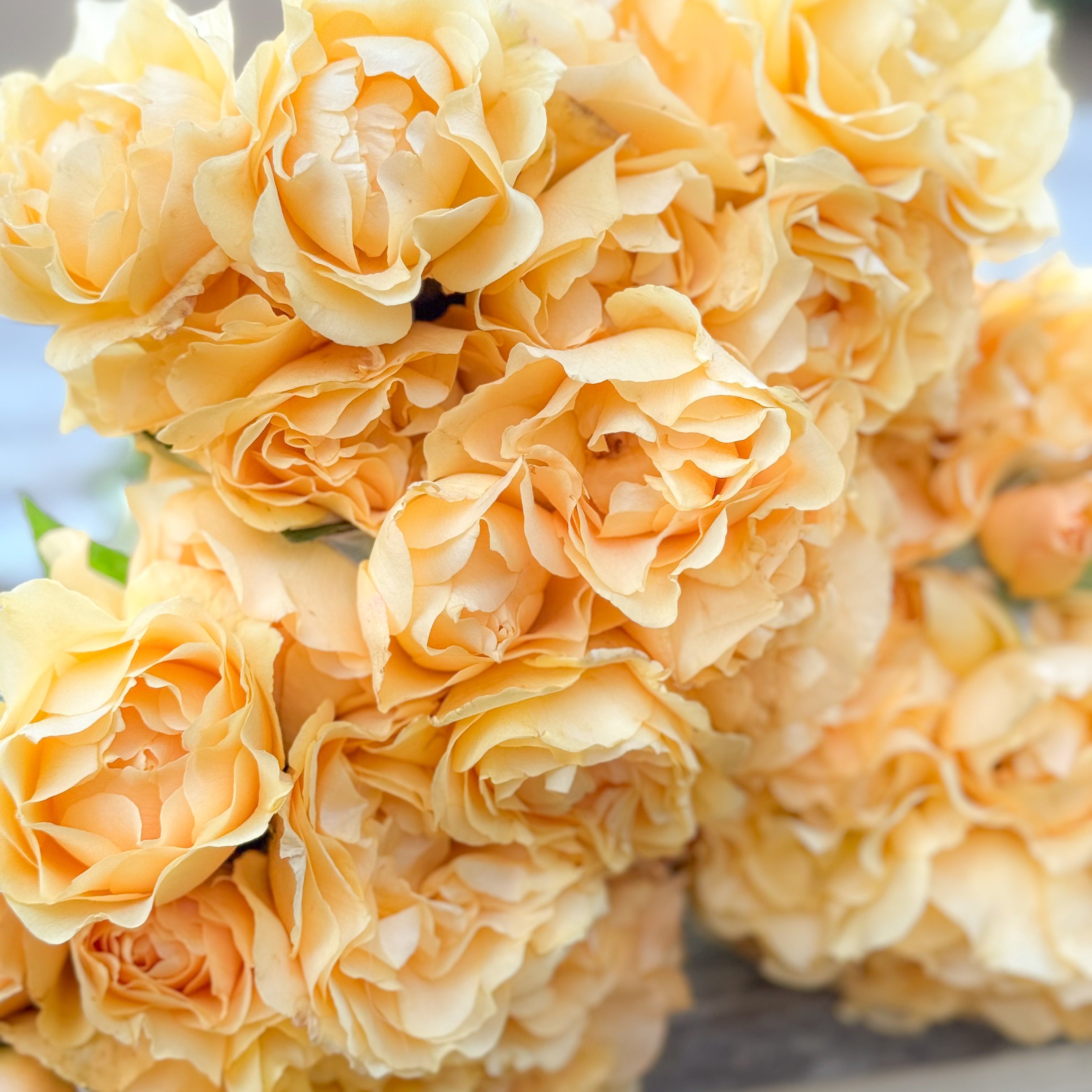 Julia Child™ Bare Root Rose Bush