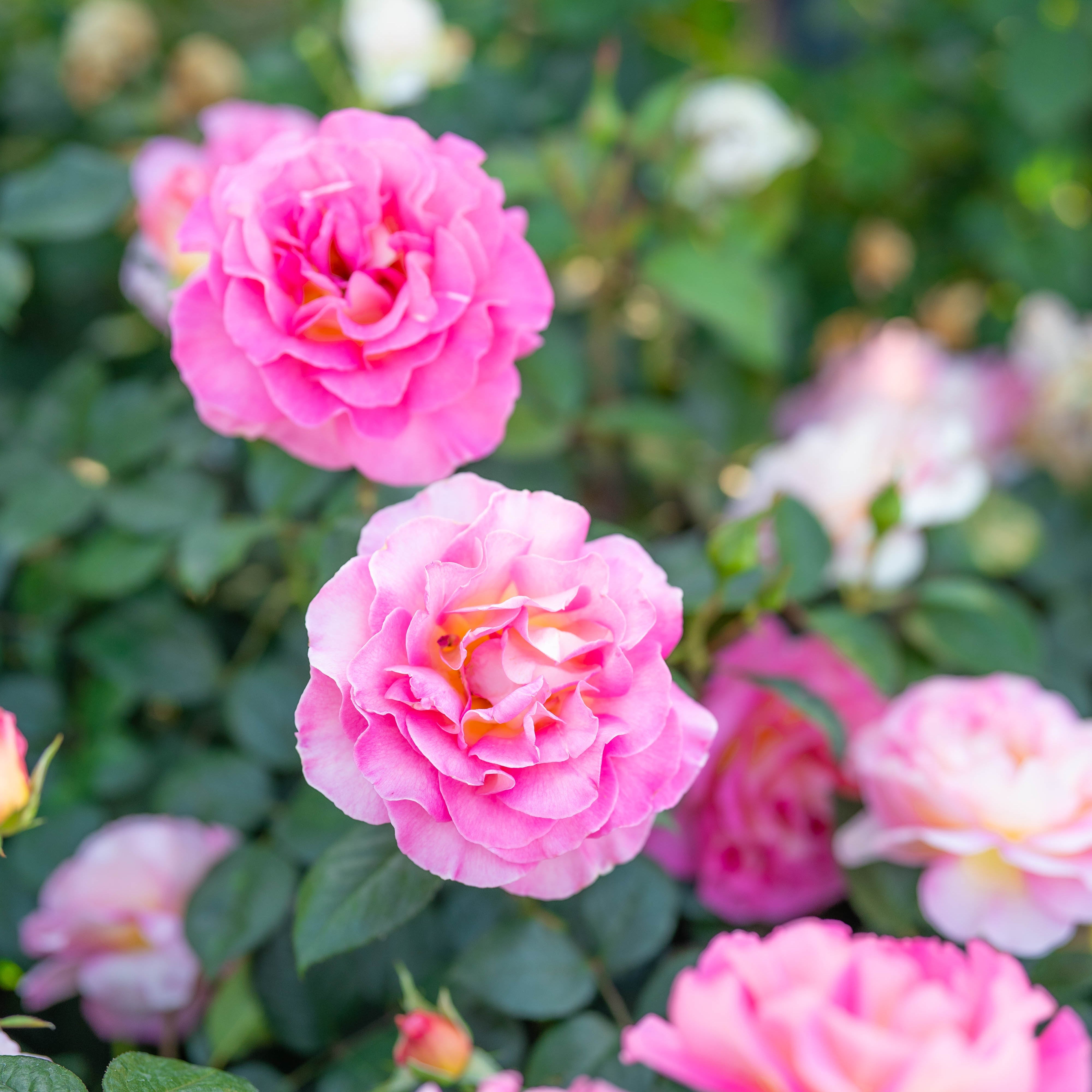 Julie Andrews Potted Rose Bush
