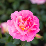 Close-up of a pink rose with a blurred background