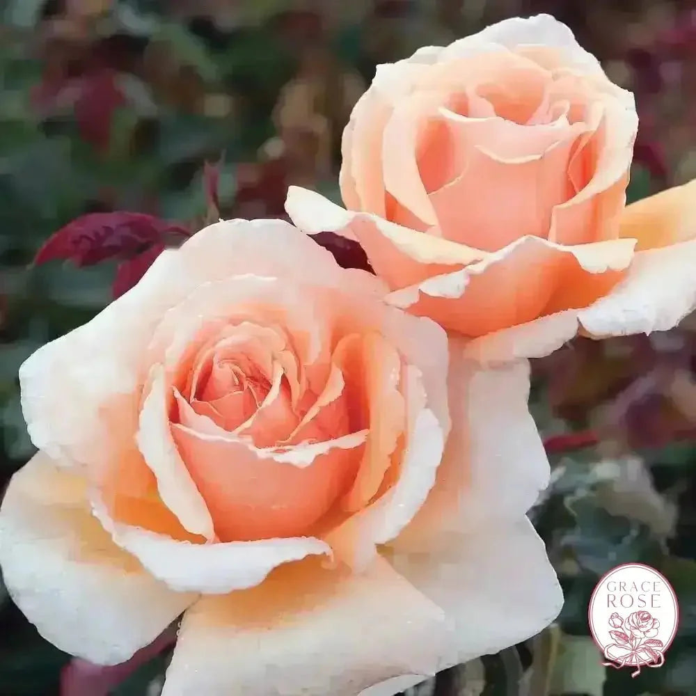 Just Joey Bare Root Rose Bush