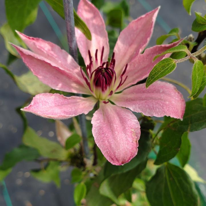 clematis potted plant Clematis Raymond Evison® Boulevard® Sarah Elizabeth™ Potted Clematis Plant