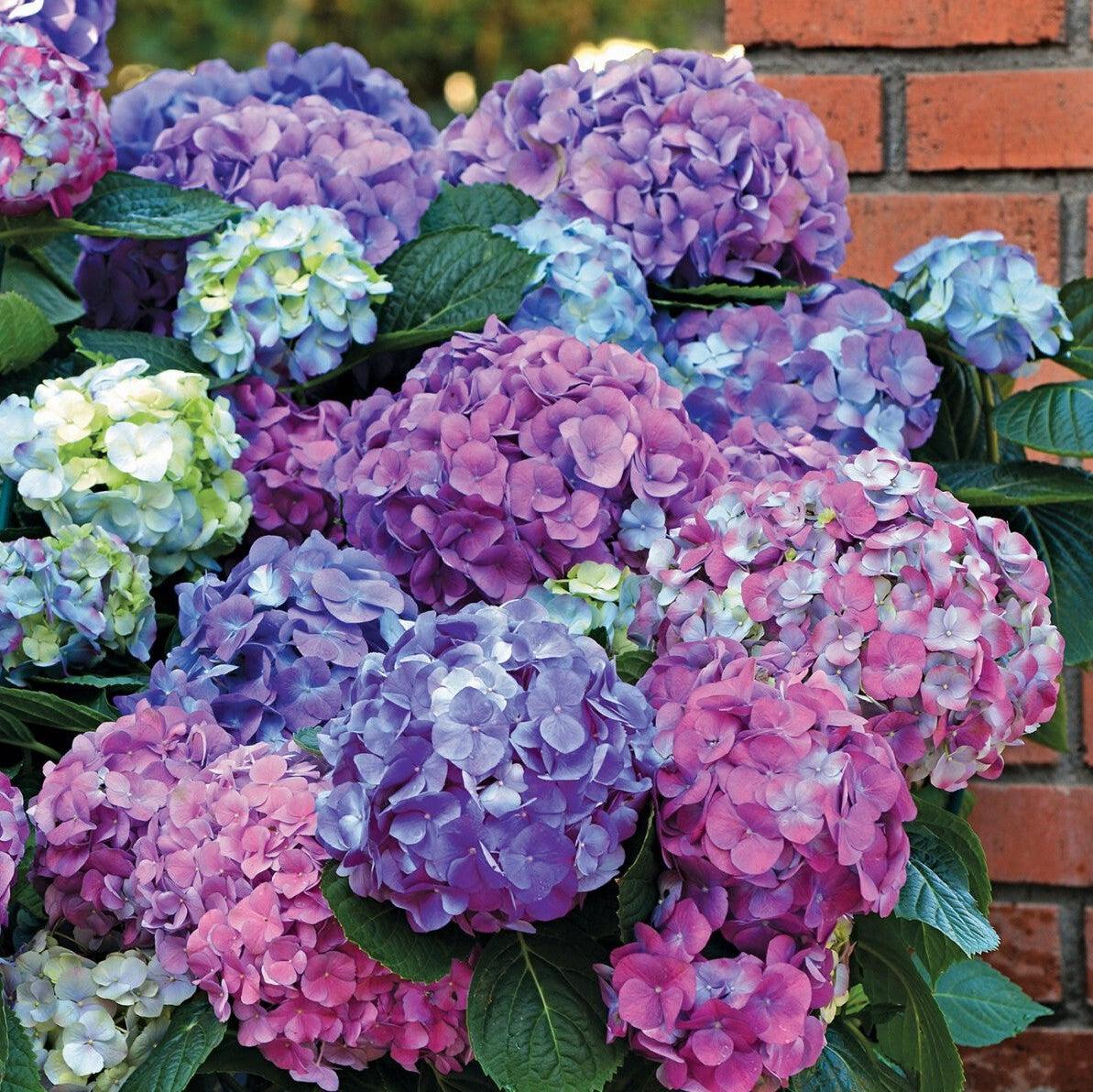 Hydrangea 'Lindsey Ann' - LA Dreamin'® Potted Hydrangea Bush