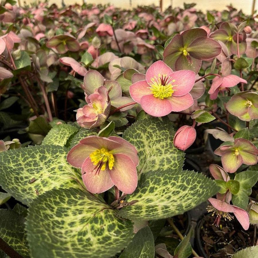 Hellebore FrostKiss® Pippa's Purple Potted Lenten Rose Plant