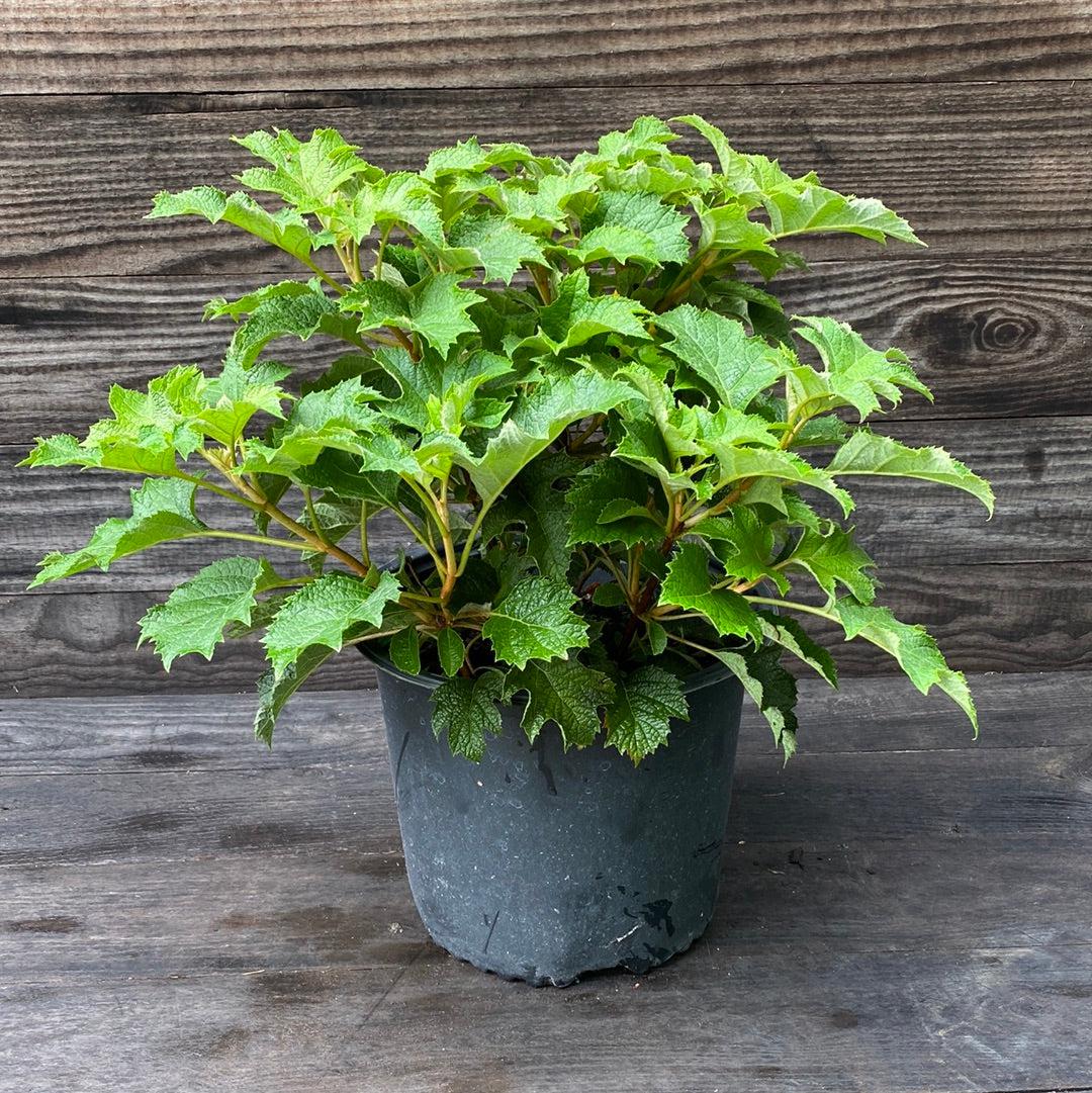 Hydrangea Ruby Slippers Potted Oakleaf Hydrangea Bush