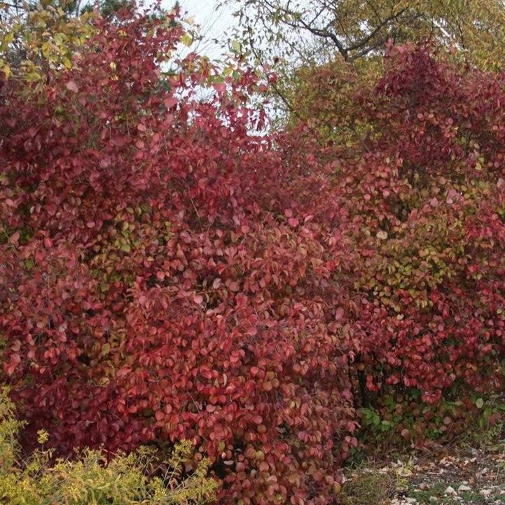 Viburnum dentatum 'Red Feather® Potted Arrowwood Bush
