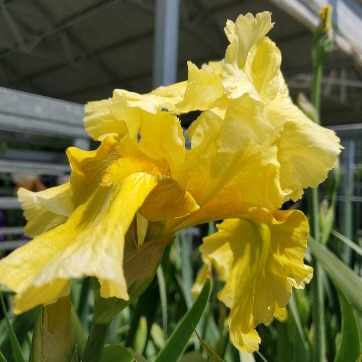 Iris Pleasant Peasant Potted Bearded Iris Plant