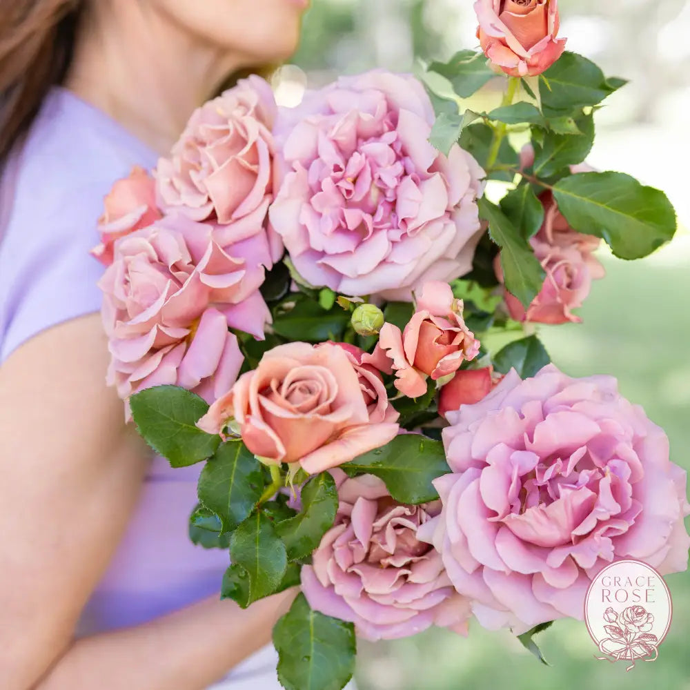 Koko Loko™ 36” Tree Rose Bush 2 Year Old Bare Root Tree Rose BUSHES