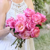 Kordes® Perfecta Bare Root Rose Bush