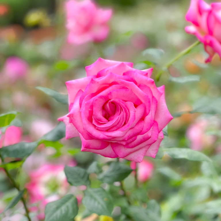 KordesĀ® Perfecta Potted Rose Bush