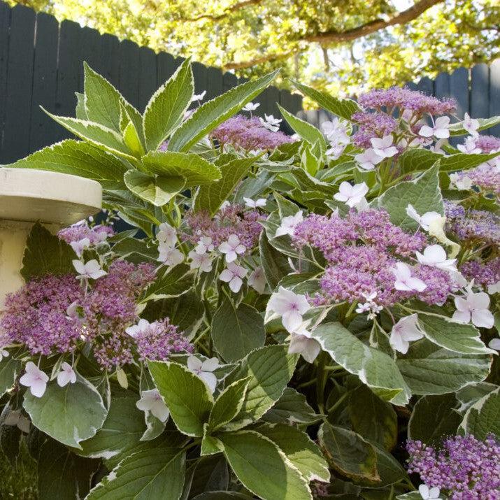 Hydrangea First Editions® Light-O-Day® Potted Hydrangea Plant