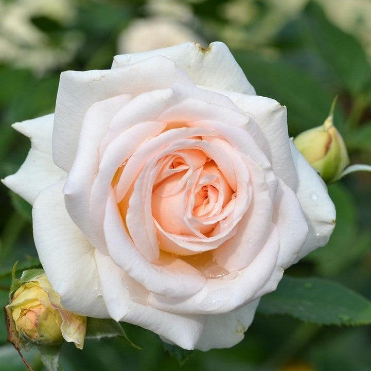 Fragrant Showpiece™ Champagne Potted Rose Bush