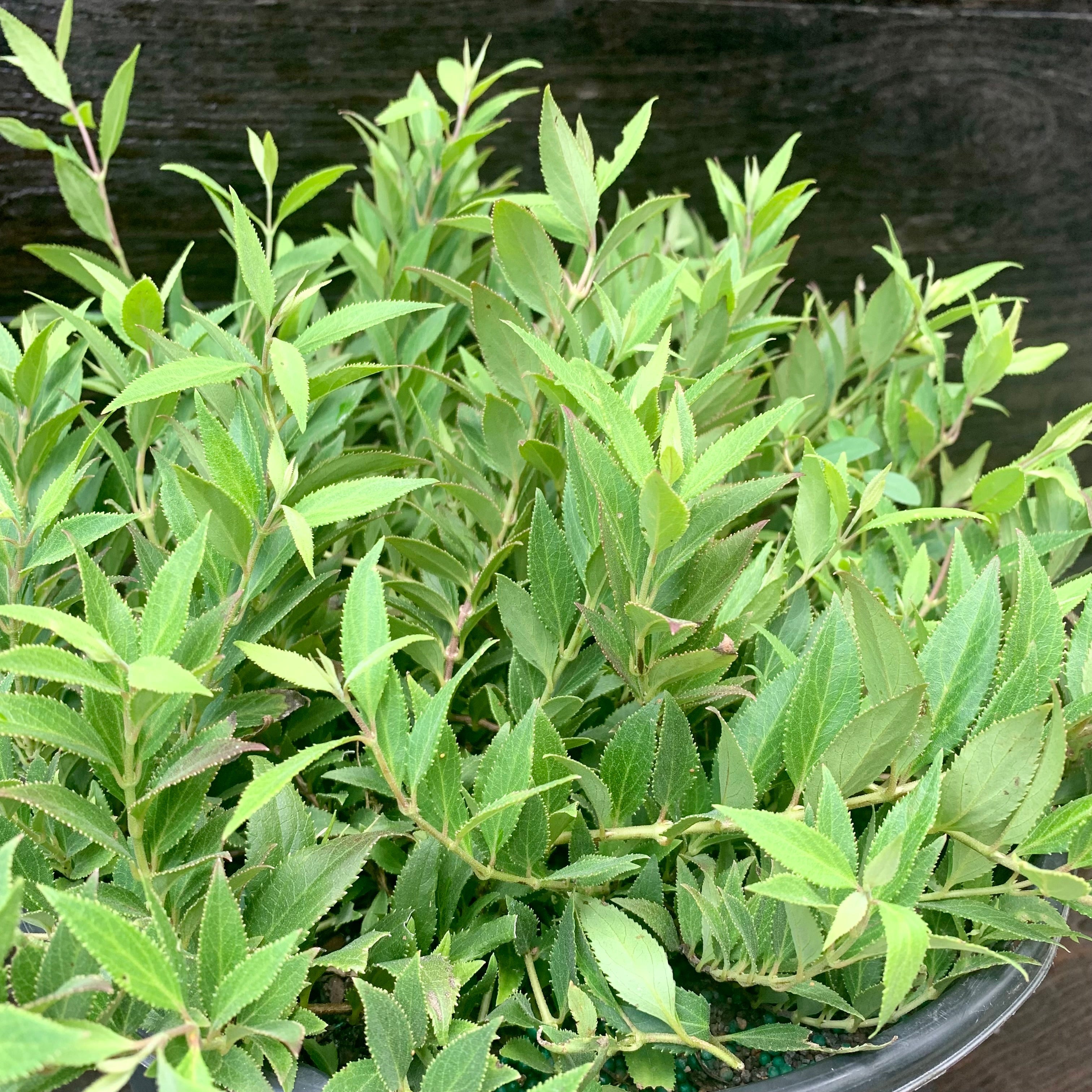 Deutzia gracilis 'Nikko' Potted Deutzia Bush