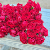 Lady In Red™ Bare Root Climbing Rose