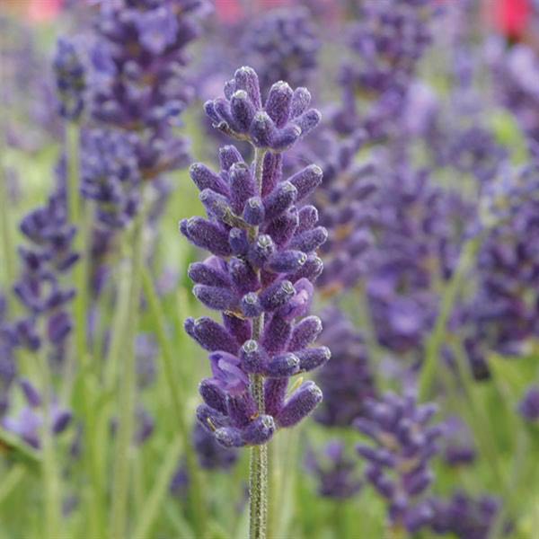 Lavender - English 'Avignon Early Blue'