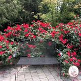 Liberty Bare Root Rose Bush