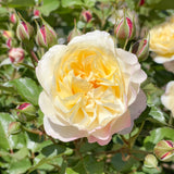 Life of the Party™ Potted Rose Bush