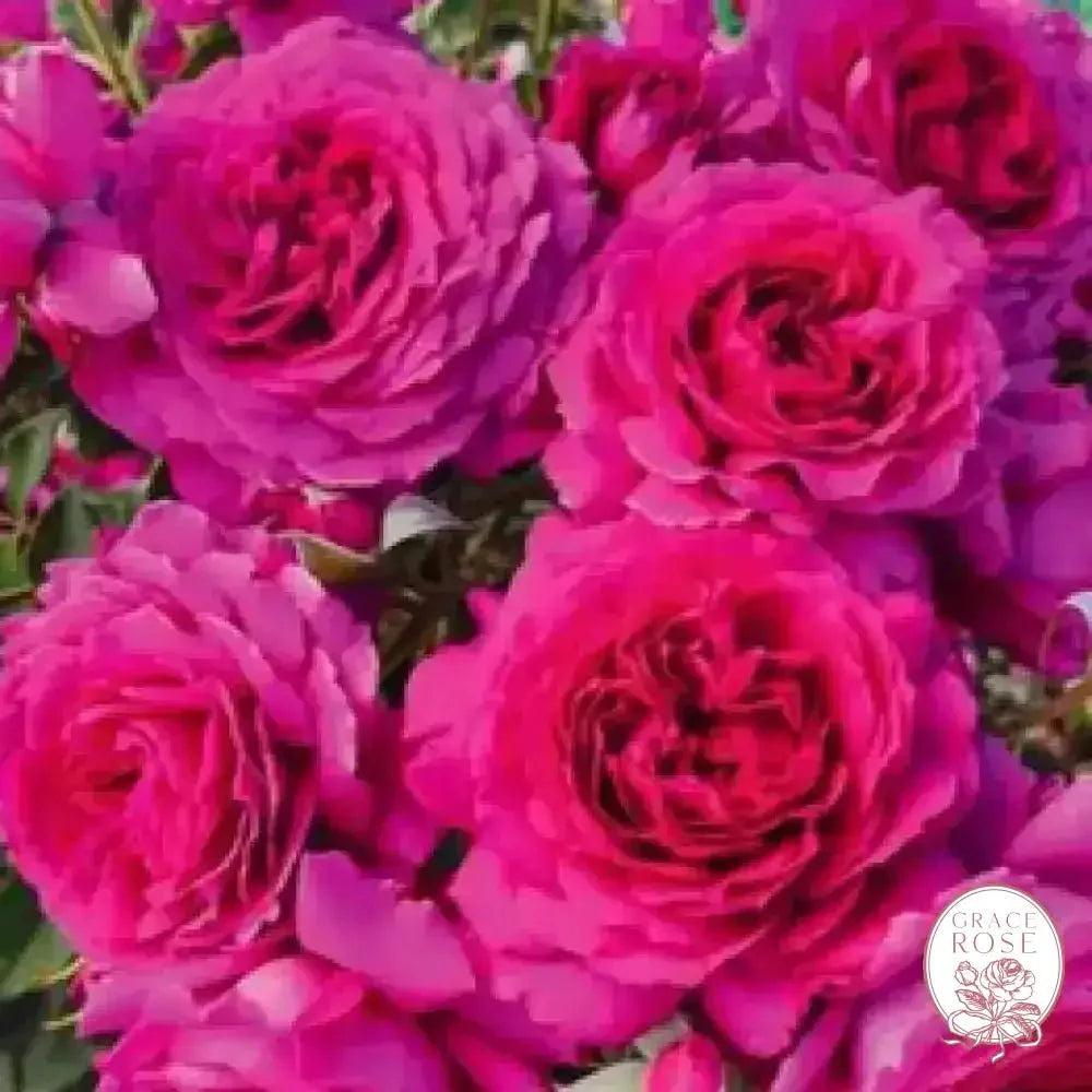 Ryan 50K Celebration Box