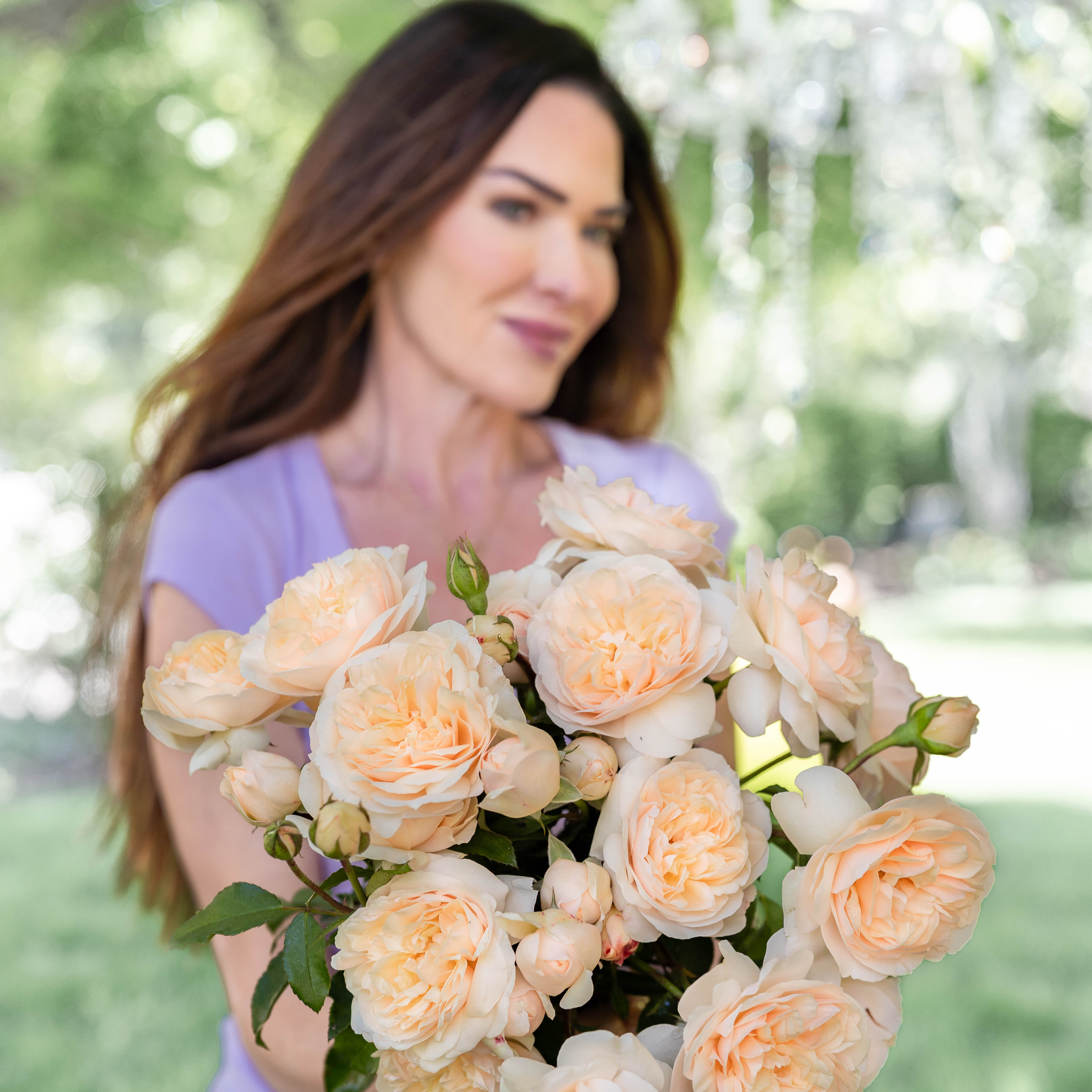 David Austin® Lichfield Angel Potted Rose Bush