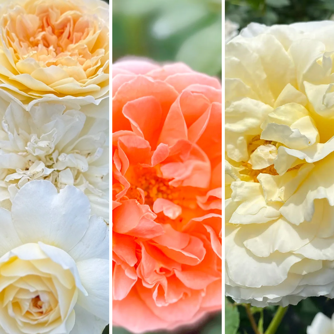 Gracie's Gem Box APRICOT DIAMOND - 3 Pack - Reminiscent® Creme, David Austin® Molineux & Adobe Sunrise™