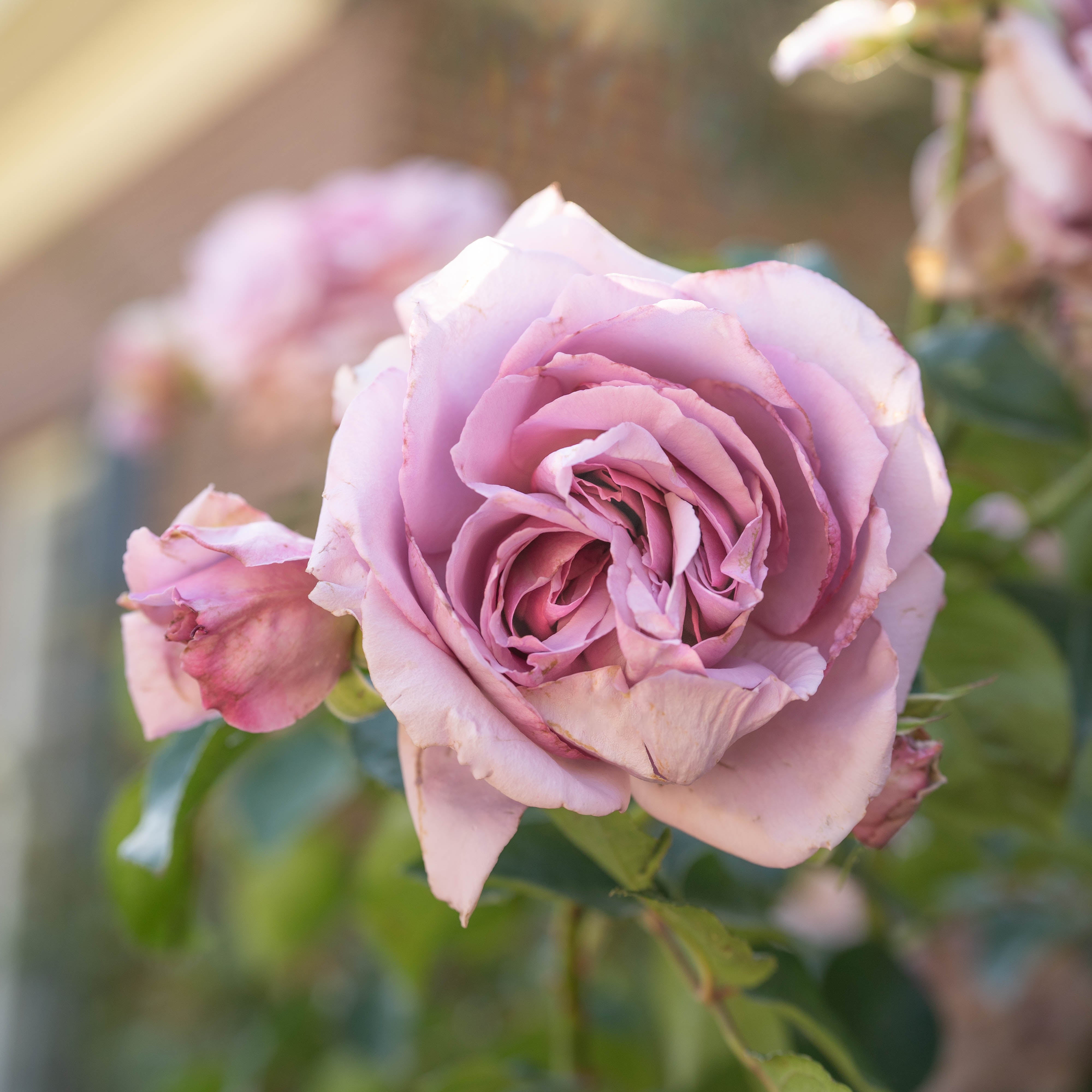 Love Song™ Bare Root Tree Rose