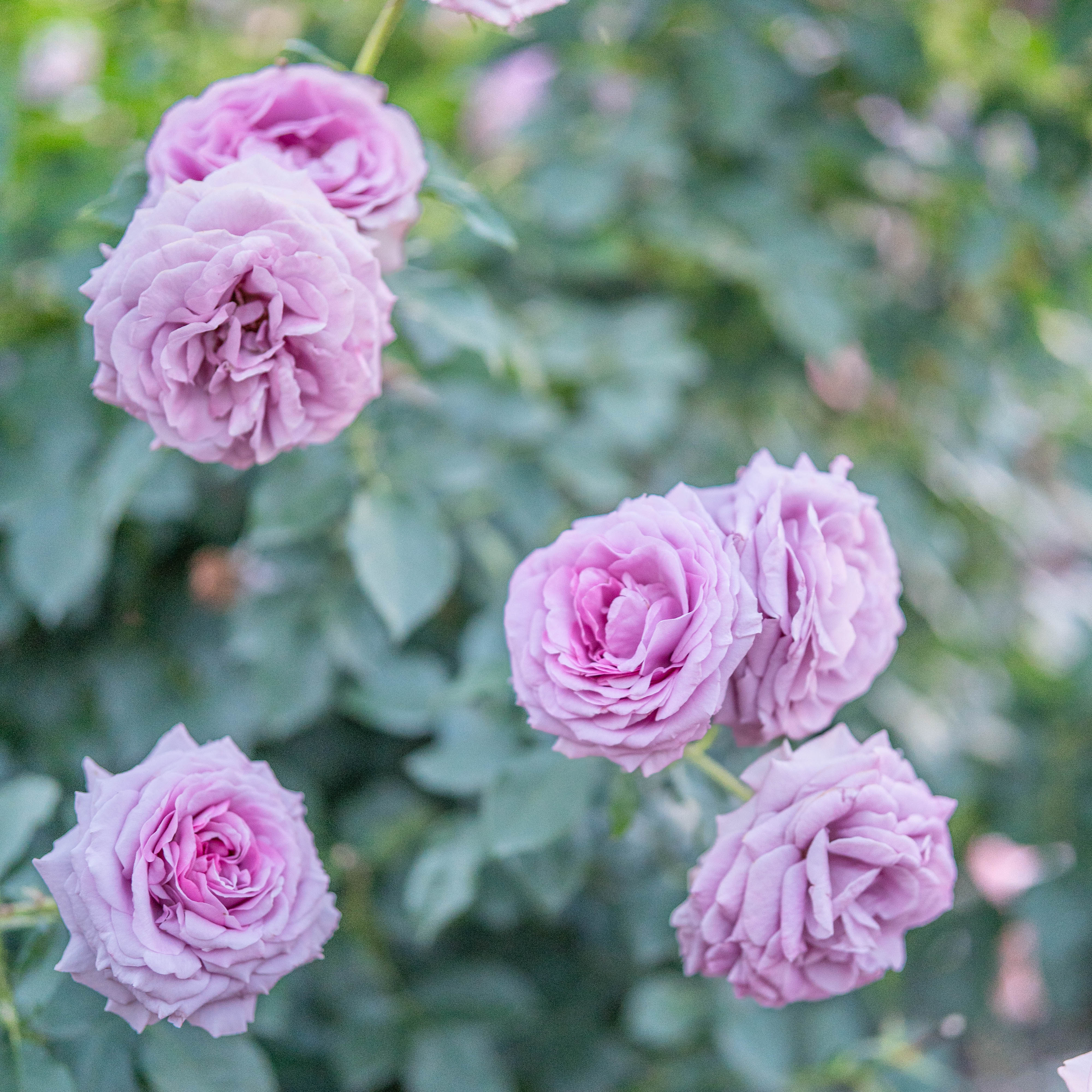 Love Song™ Potted Rose Bush