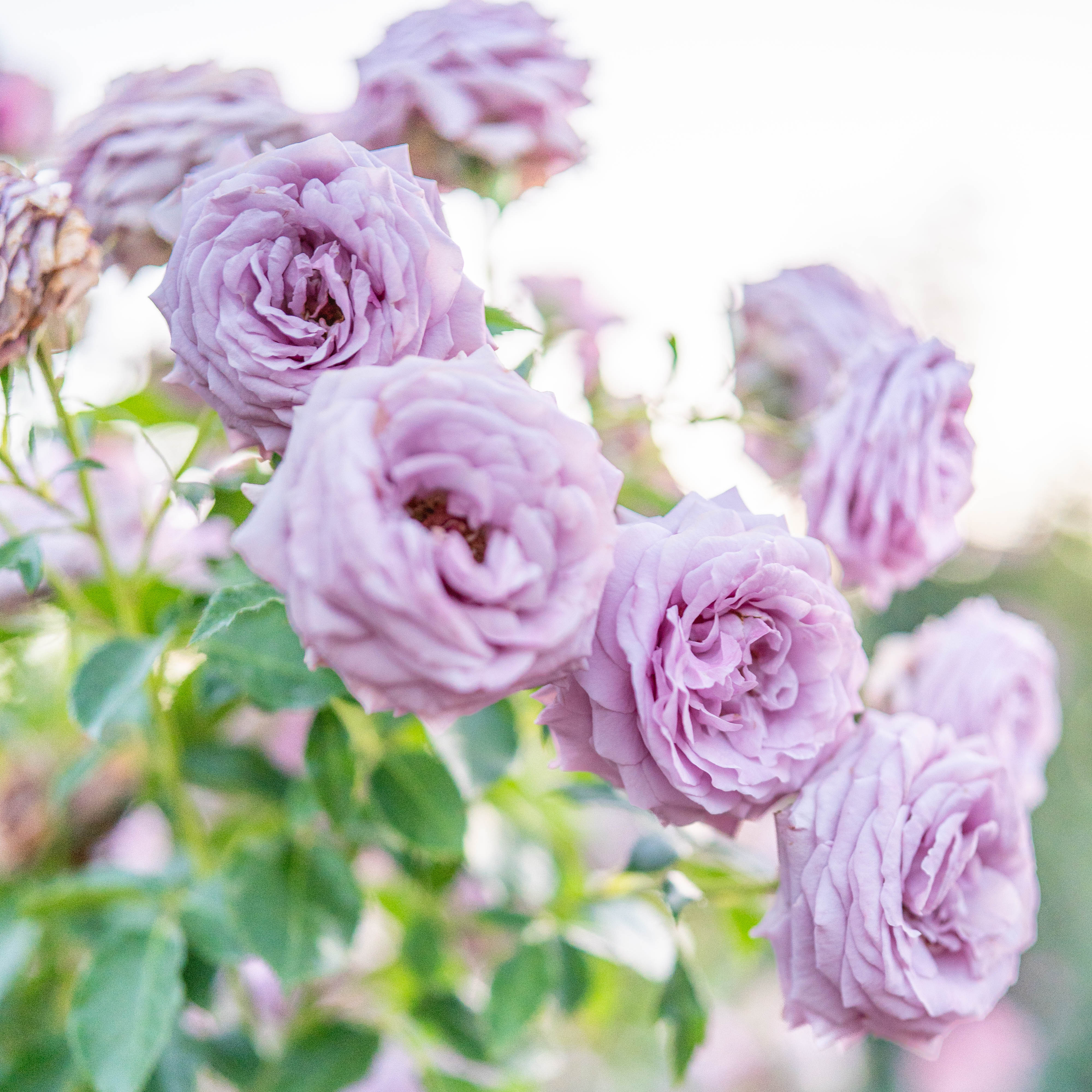 Love Song™ Potted Rose Bush